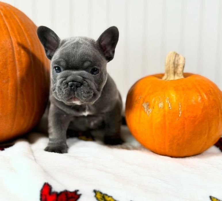 Малишка чудова, красуня