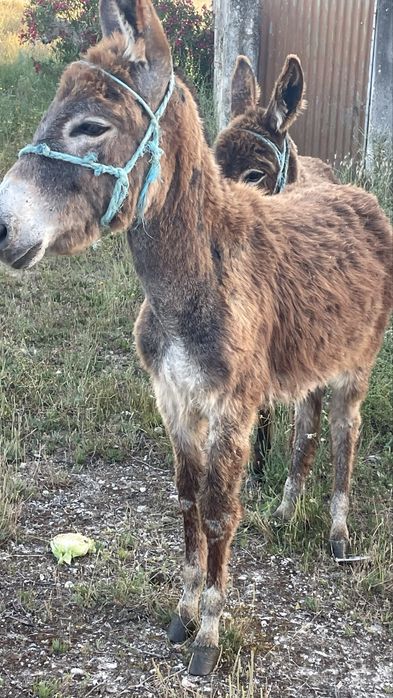 Vende se Burros 8 meses cada