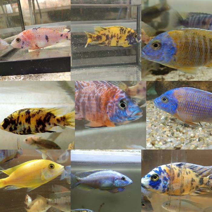 Ciclideos africanos (fotos reais de peixes para venda) )