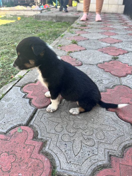 Цуценятко дівчинка