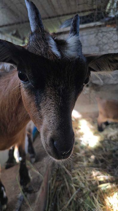 Cabras anão é cabrito anão