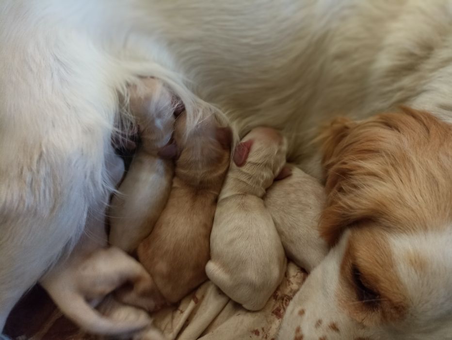 Англійські кокер спаніелі для броні
