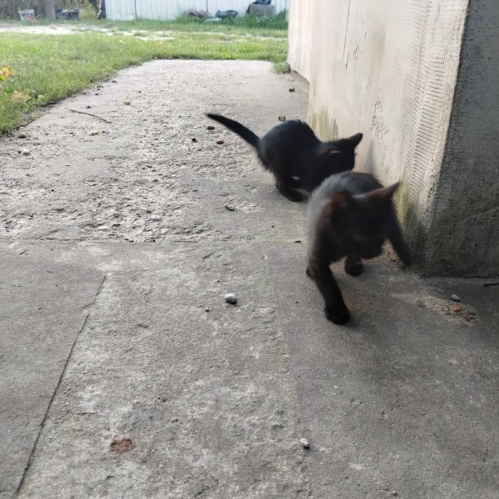 Koty do oddania.