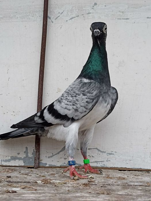 Sprzedam deresze deresz