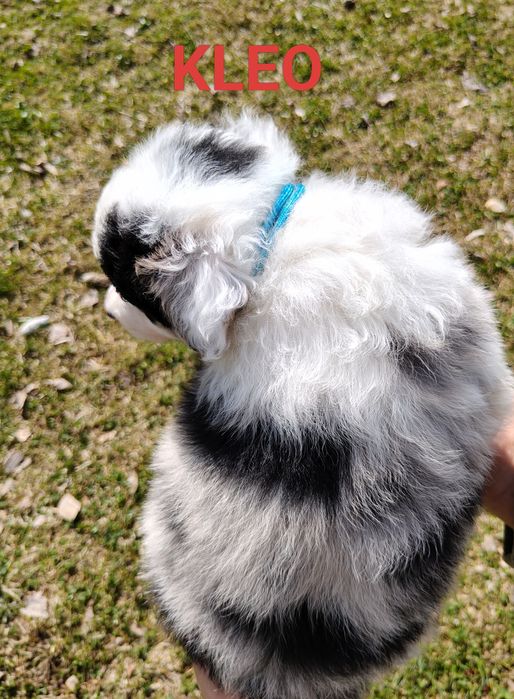 Szczenięta Border collie