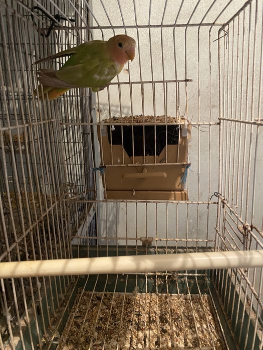 Tenho um agaporni roseicollis de 2025 para vender