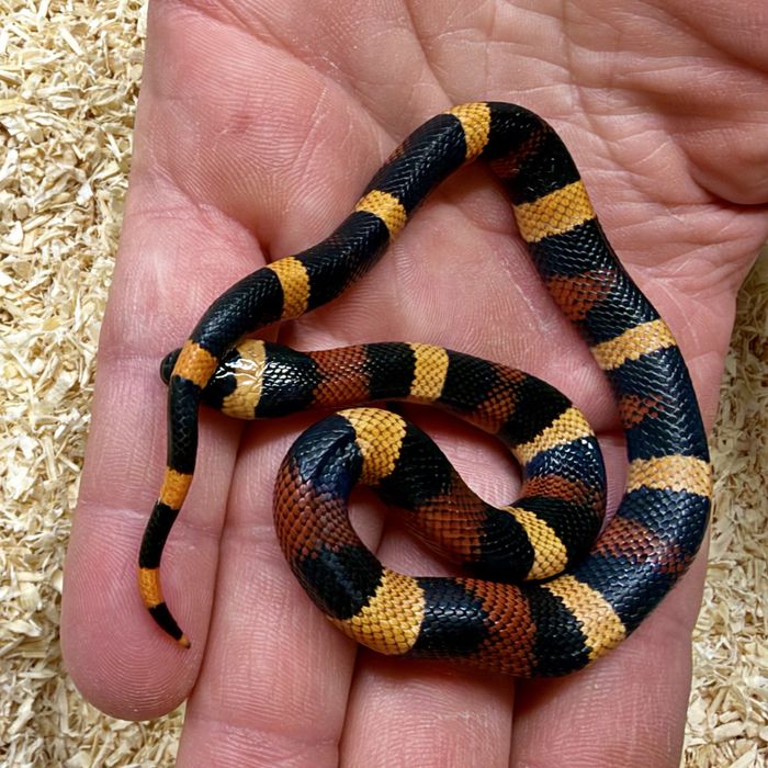 Waz mleczny Lampropeltis polyzona Campbelli mlode