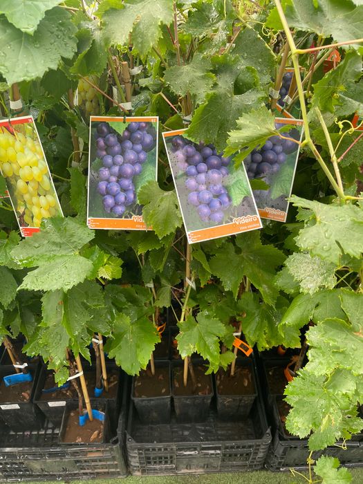 Videiras várias variedades