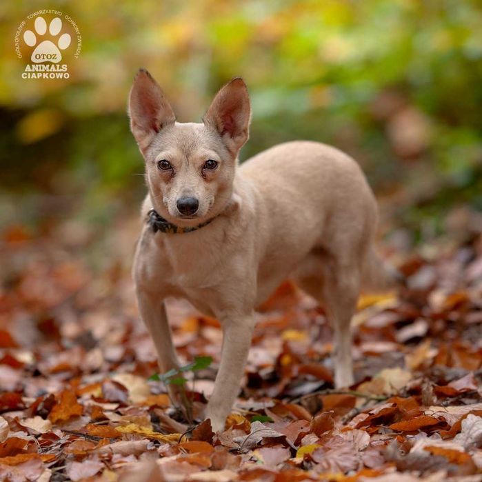 Amma szuka kochającego domu! OTOZ Animals Schronisko Ciapkowo