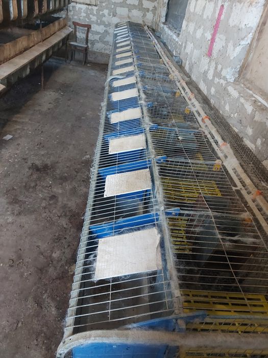 Маточні клітки кролячі