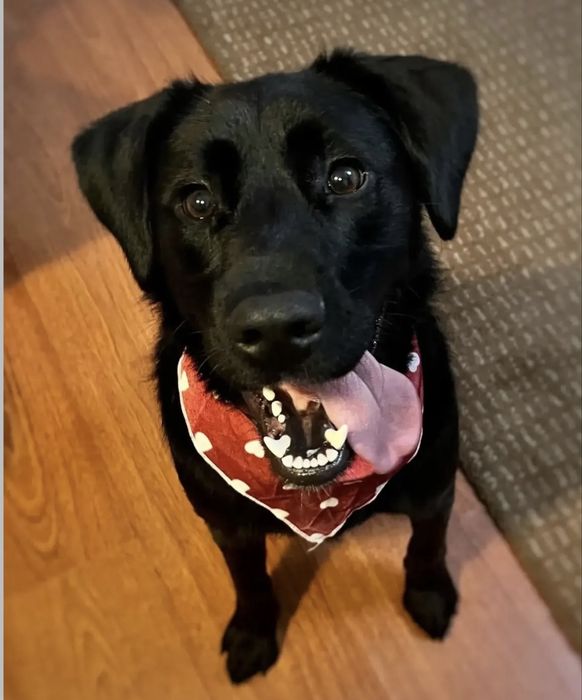 Cãozinho jovem para adoção responsável