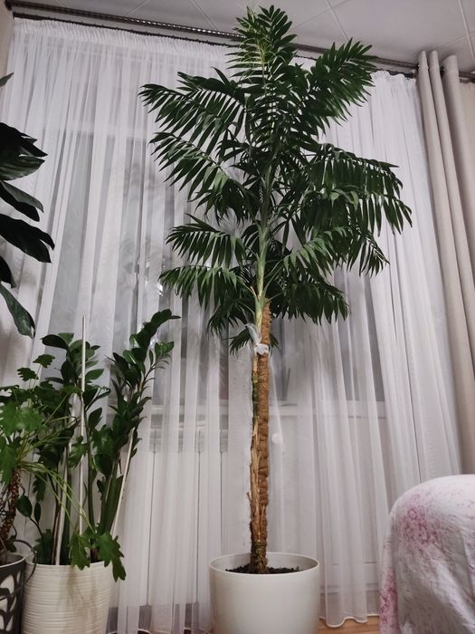 Пальма кімнатна Хамедорея 2 метра