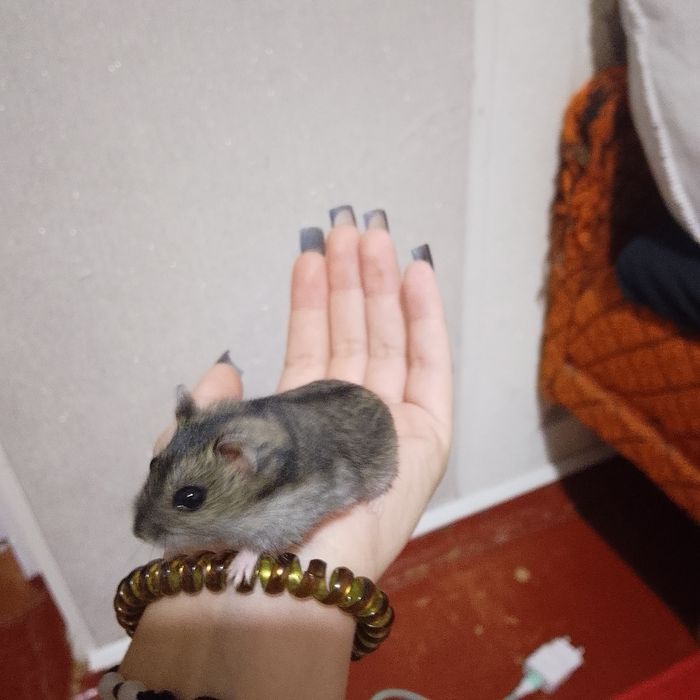 хомяк породи джугарик