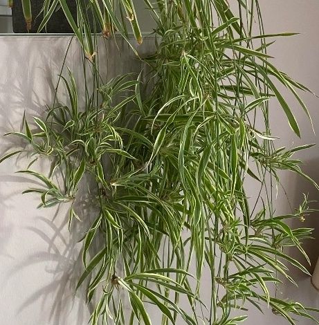 Rebentos de Planta-Aranha / Chlorophytum