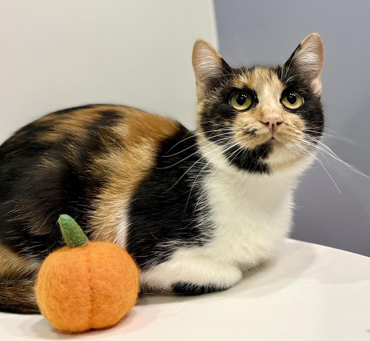 Киця 7 міс Катруся