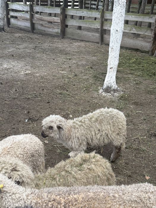 Owieczka Wensleydale