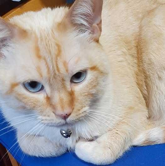 Partilho doação: gato com 5 anos, com chip, castrado e vacinas em dia.