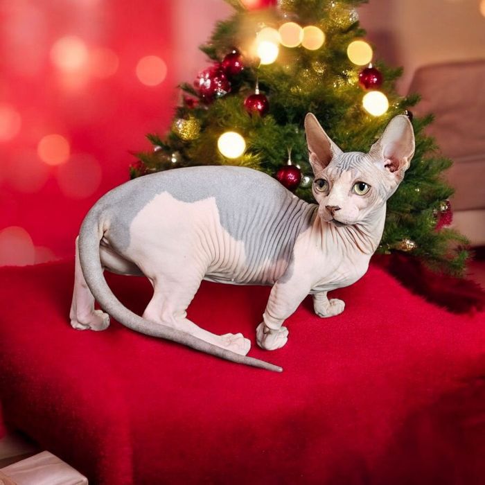 Експериментальні породи кошенят