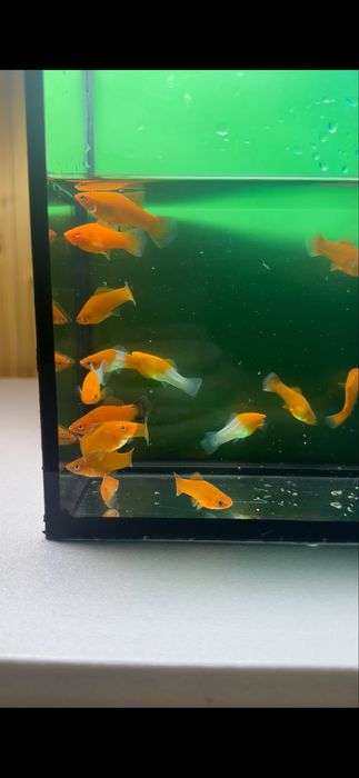 Месеносець , анциструси , та інші