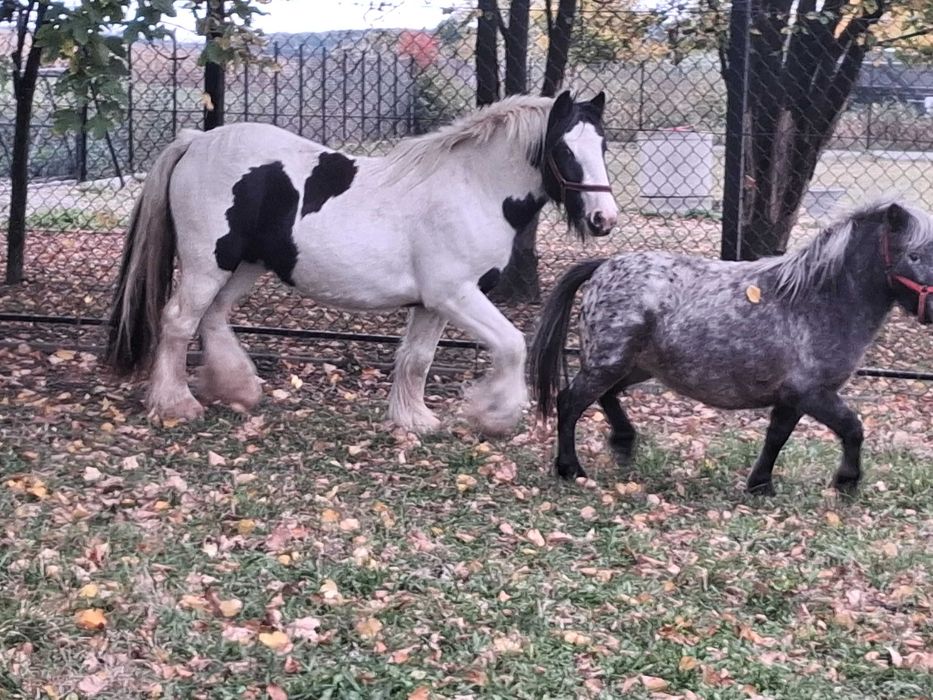 Klacz tinker gypsy cob