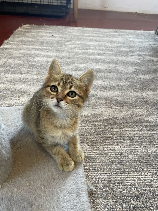 Котенок девочка