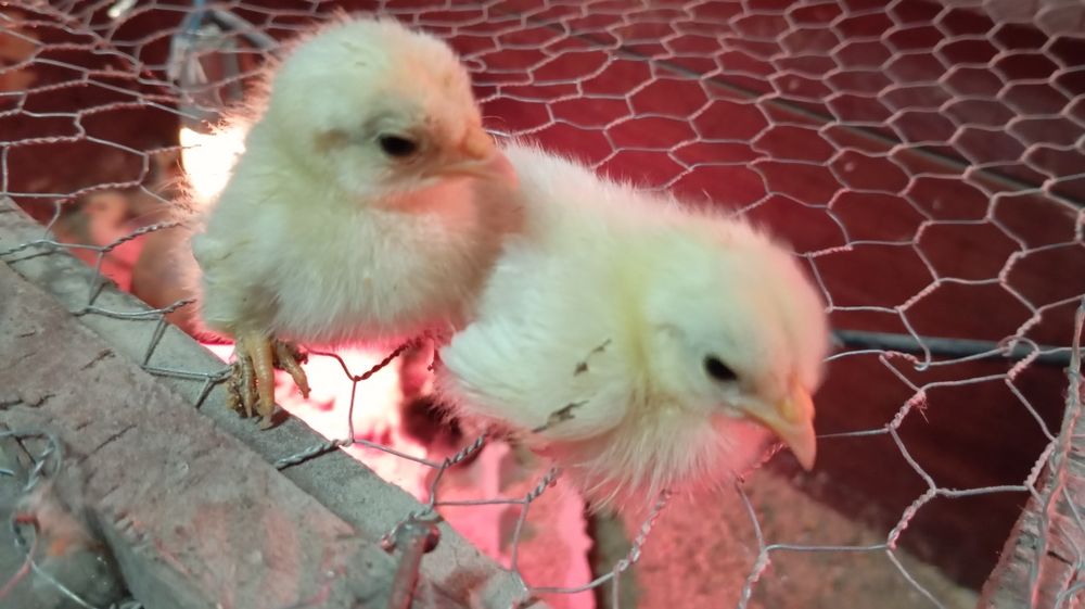 Pintos várias raças Brahamas/ Pekins