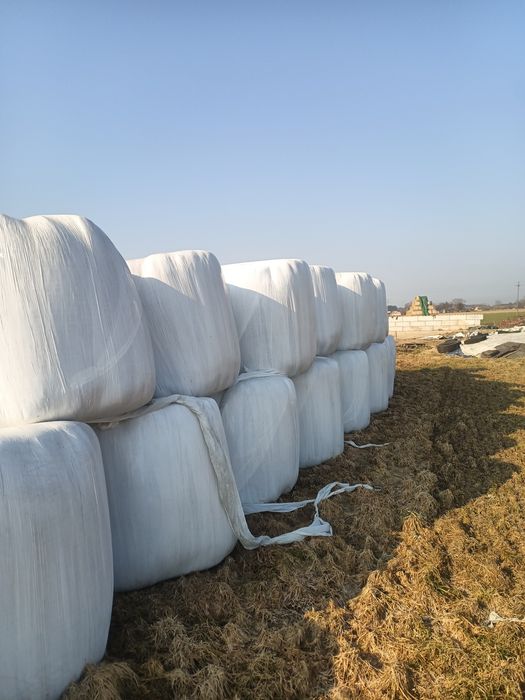 Sianokiszonka, bele, siano