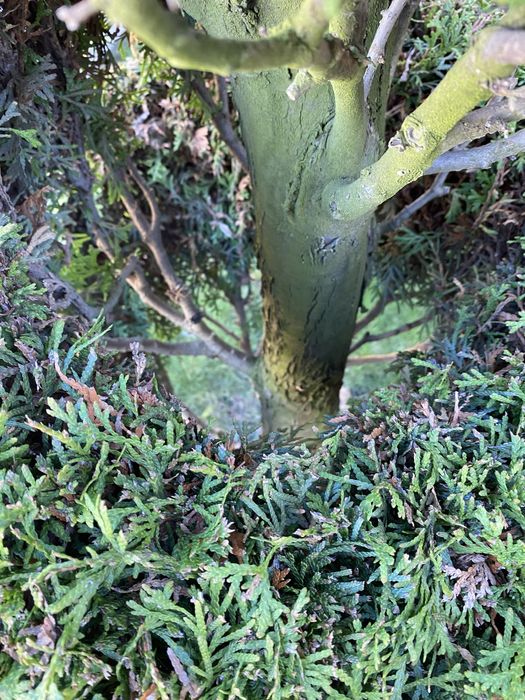 Туя смарагд спіраль