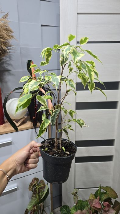 Домашні фікуси Нью-клон