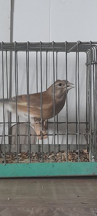 Bastard konopz dzwonic