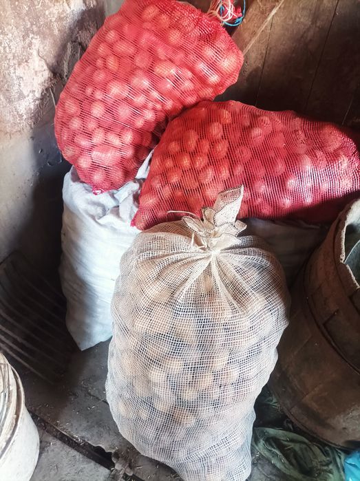 Ziemniaki jadalne VEGA