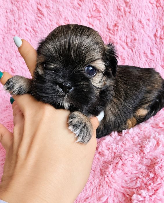 Roksanka urocza czarno czekoladowa dziewczynka shih tzu/ domowa hodowla