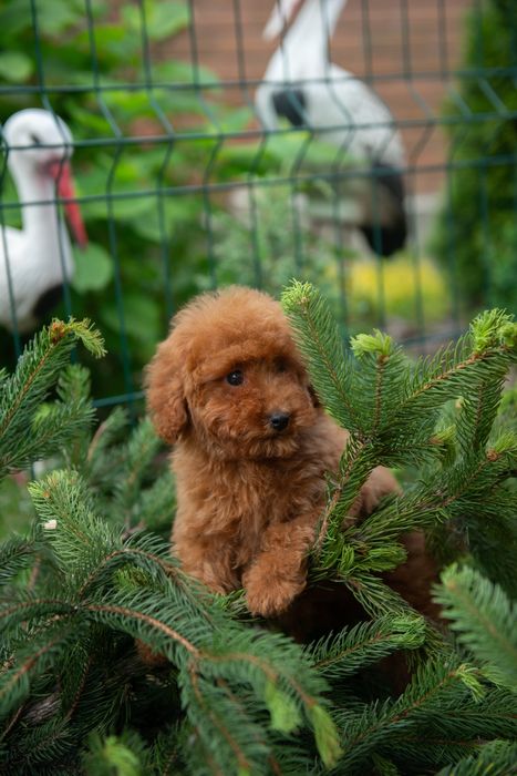 Цуценята той і карликовий пудель