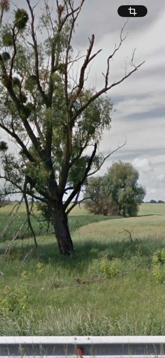 Продам ОСГ  ФАССАД 4 га земельну ділянку в Обухівському районі Київської області (Гусачівка)