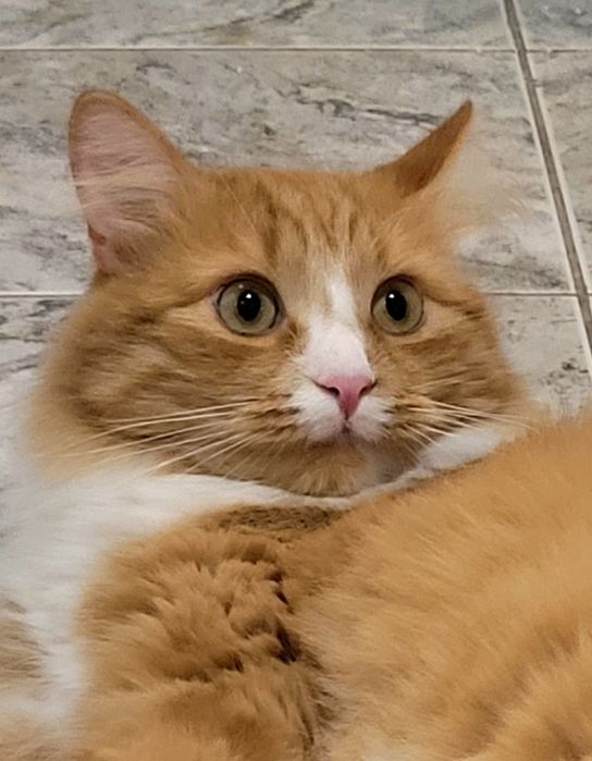 Kocurek w typie norweskich leśnych Leoś szuka domu...