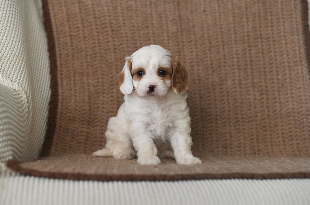 Cavapoo  gotowy do odbioru