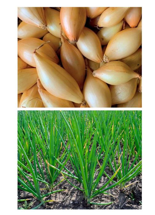 Cebula Dymka Zimowa Ozima Senshyu Yellow 1 kg Duża na Szczypior, parapet