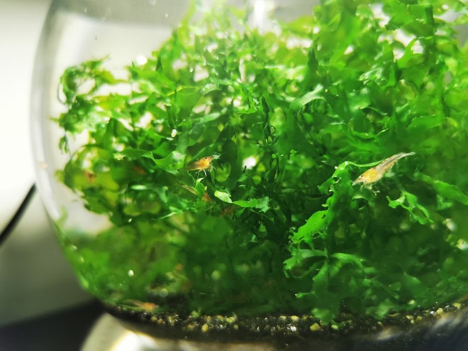 Camarões red cherry - Neocaridinas