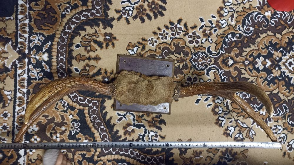 Роги оленя, вішалка для одягу