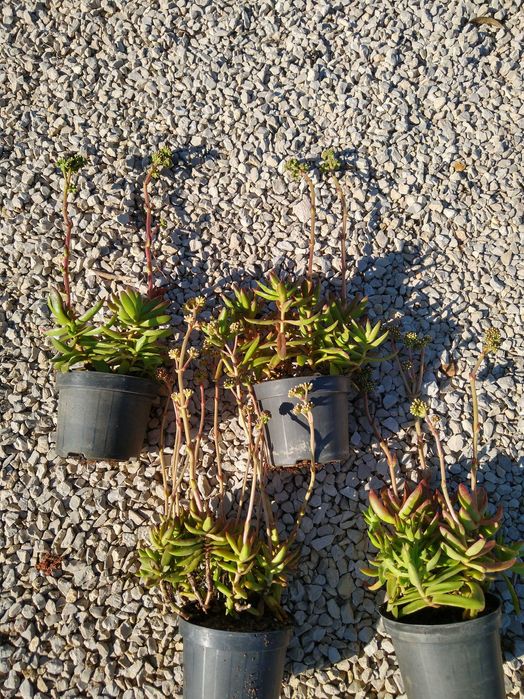 Planta Crassula nudicaulis