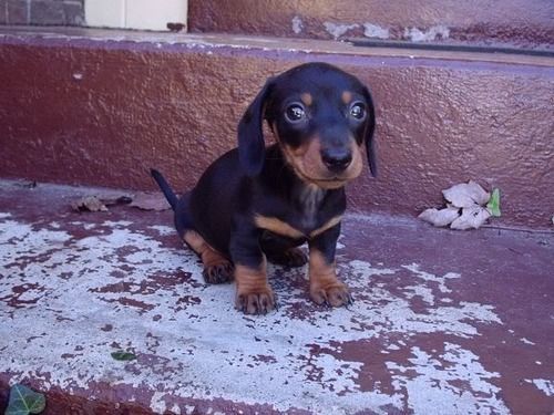 Стильна такса — компактна, охайна, доглянута