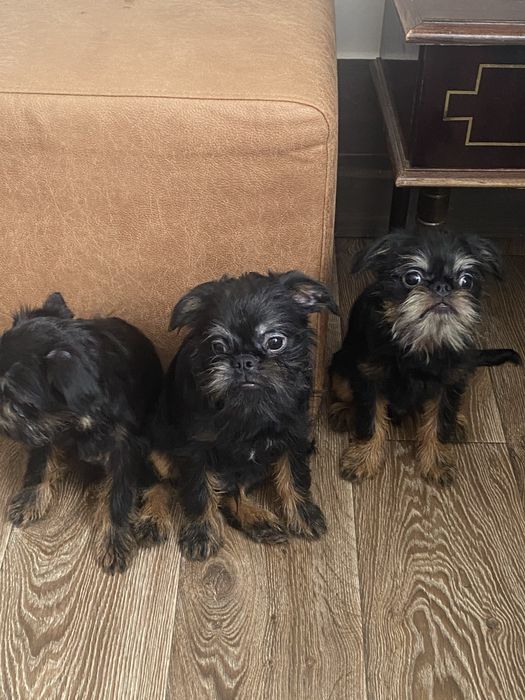 Гриффон бельгійський