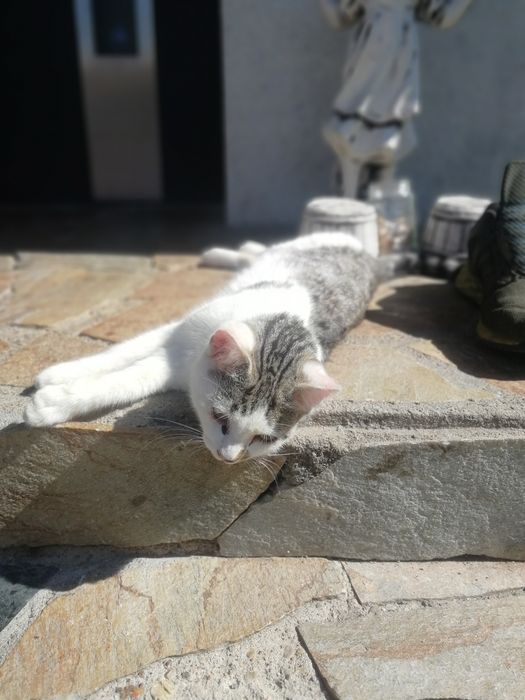 Kotki do adopcji