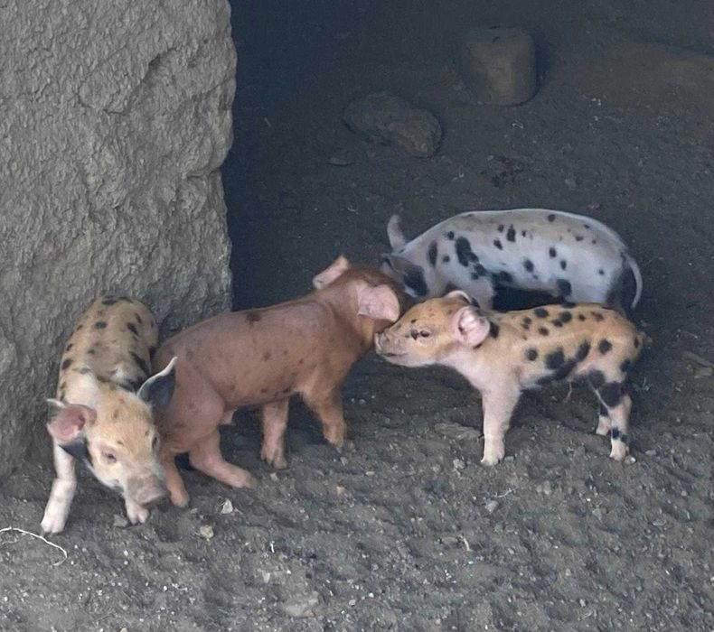 Leitões Duroc x Pietrain