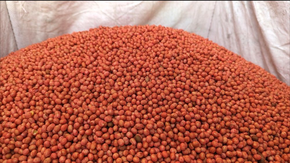 Soja do siewu abaca/ acardia/ amiata