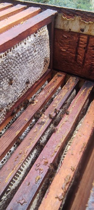 Kilo 8 euros...Mel multifloral.. castanheiro.. rosmaninho..esteva urze