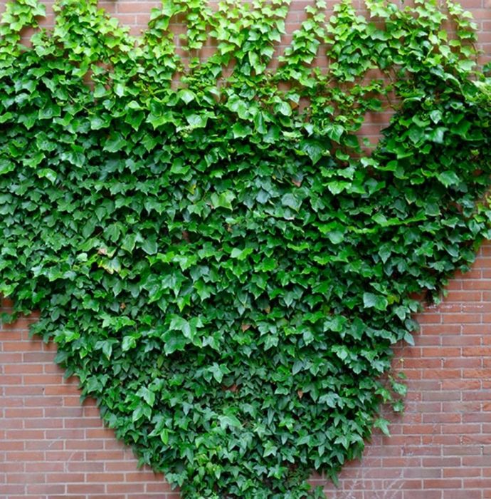 Bluszcz zimozielony 20 sztuk