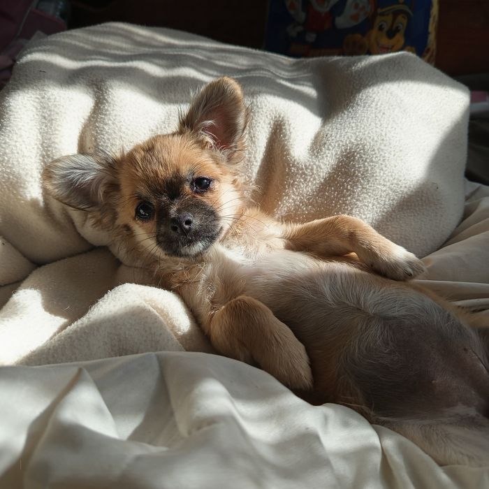Chihuahua cudowna szczeniak suczka długowłosa sable