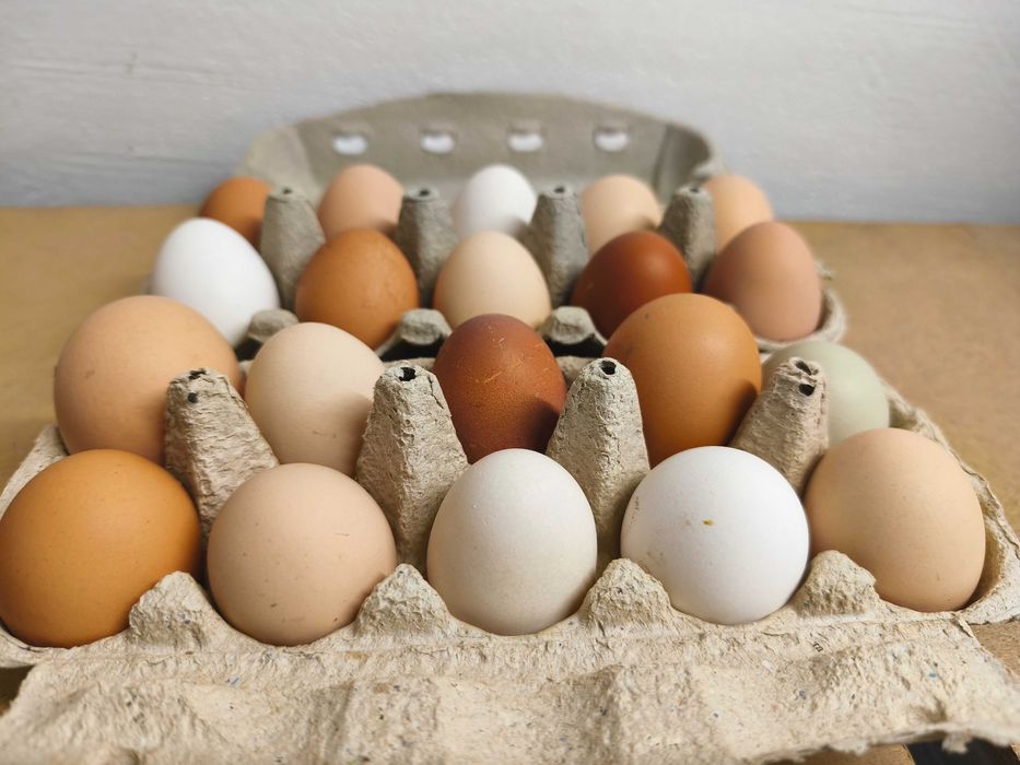 Jajka kurze świeże