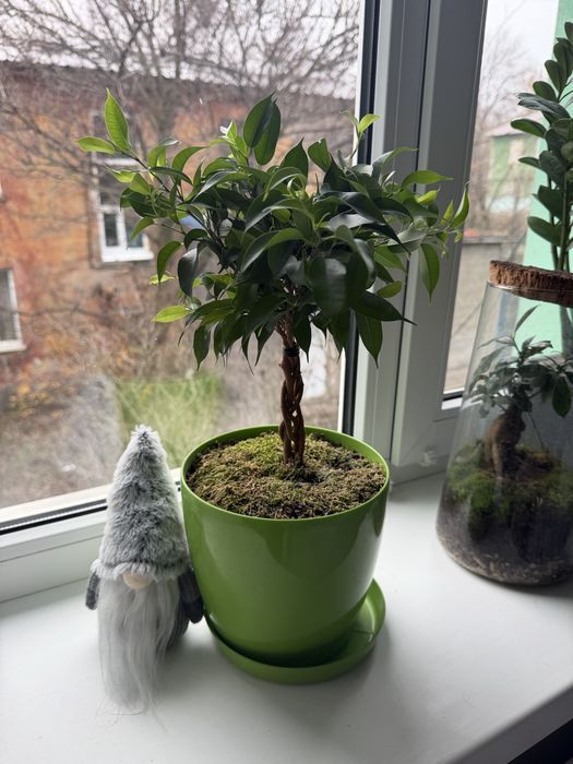 Продам дерево фикус Бенджамина